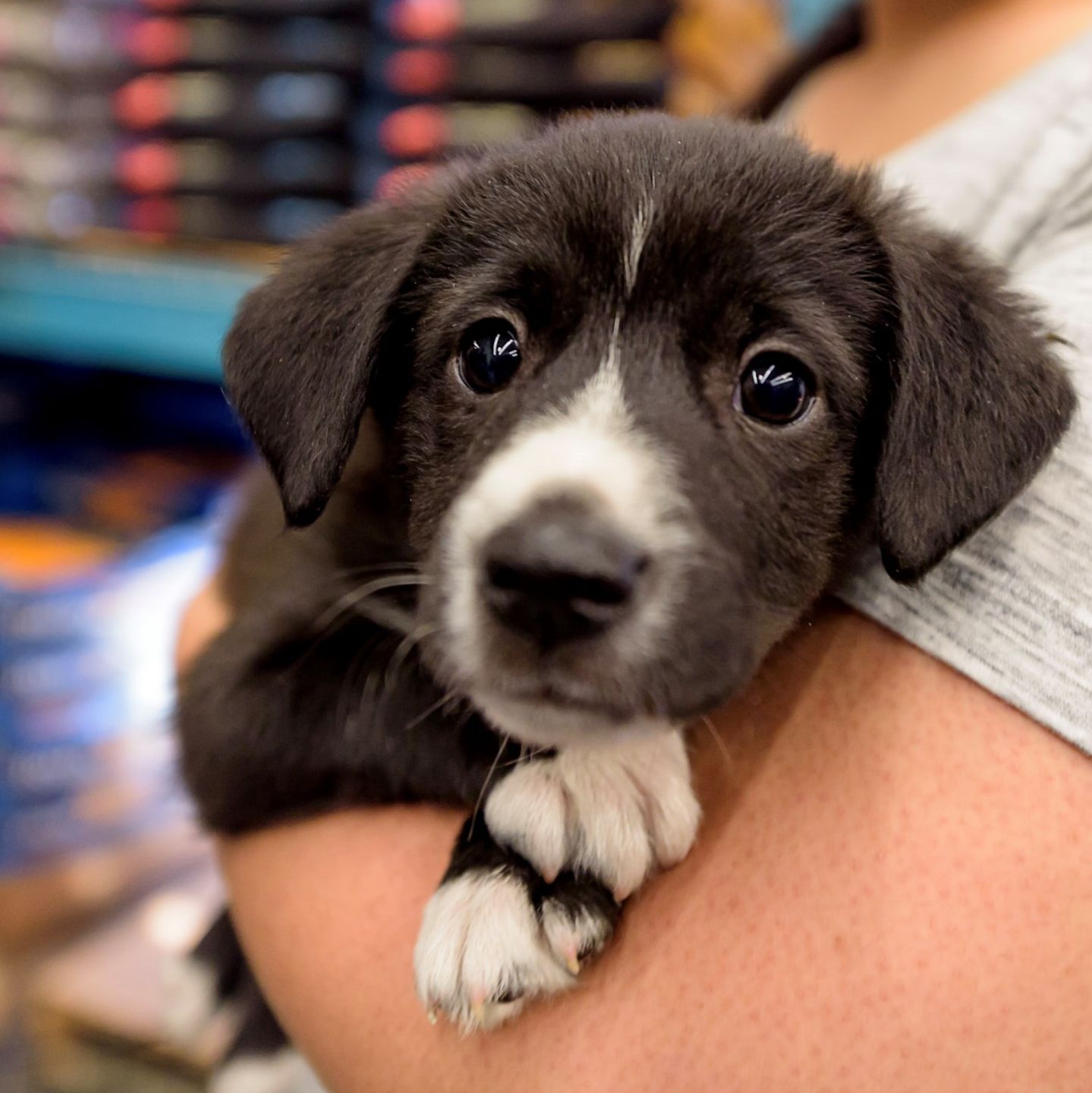 G pup Gordie.jpg